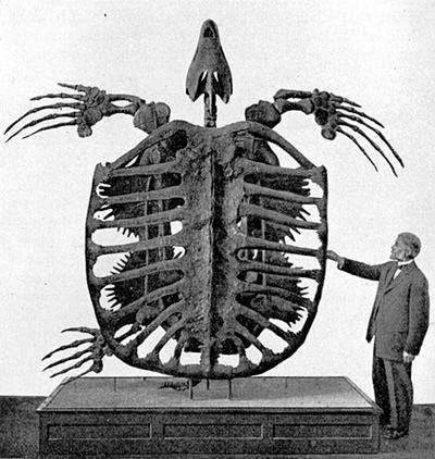 该古巨龟是有史以来发现的最大的海龟物种。...