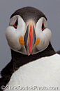 Photograph Atlantic Puffin CLOWN OF THE SEA by Christopher Dodds on 500px