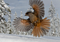 Photograph Siberian Jay by Edwin Sahlin on 500px