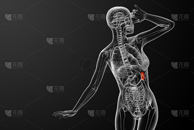 脾脏的3d渲染医学插图
