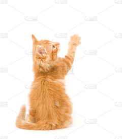 onetagain采集到猫