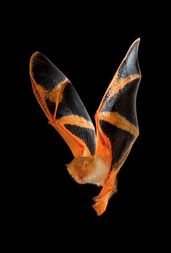 蝙蝠 翅膀