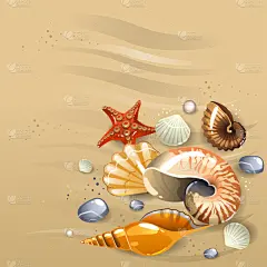 沙滩上的贝壳