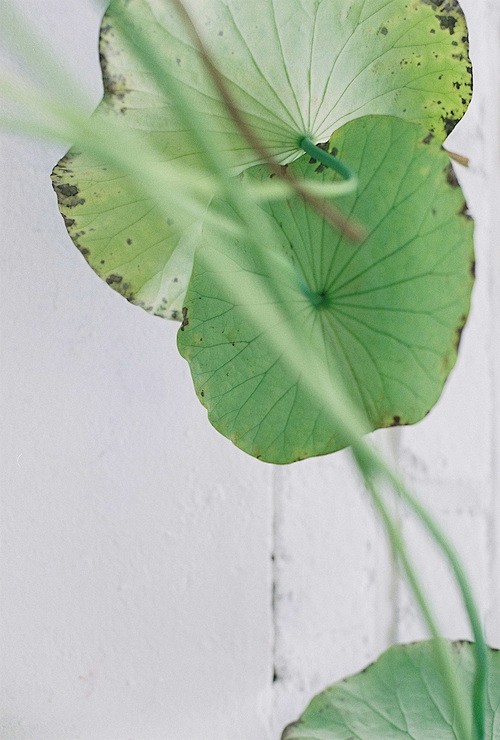 照片
