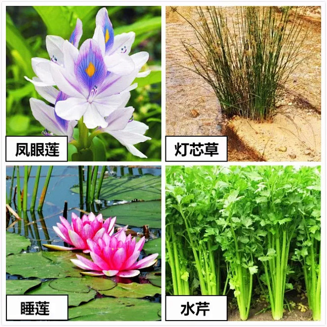 4.选择可相互搭配种植的植物，提高去污性...