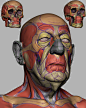 Head - Anatomical/Structural Study