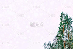 雪覆盖的树木