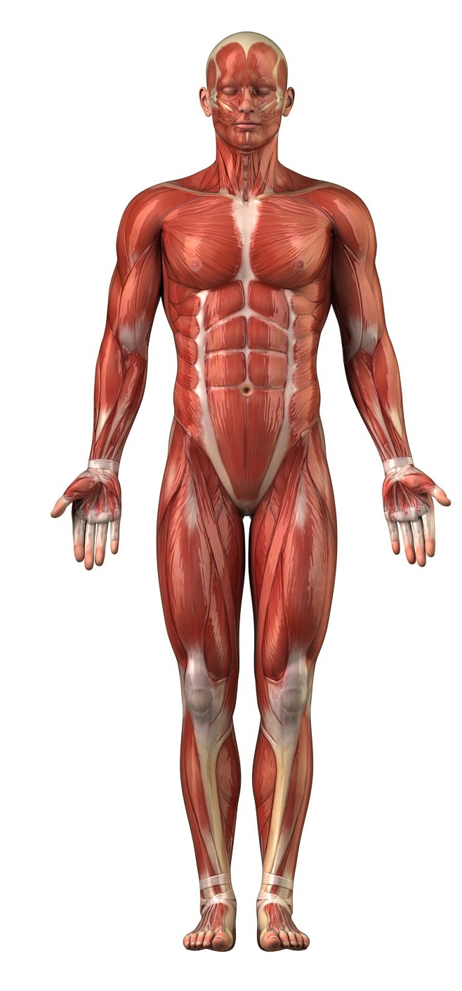 肌肉结构-11