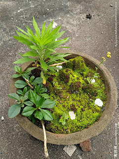 露游子采集到植物