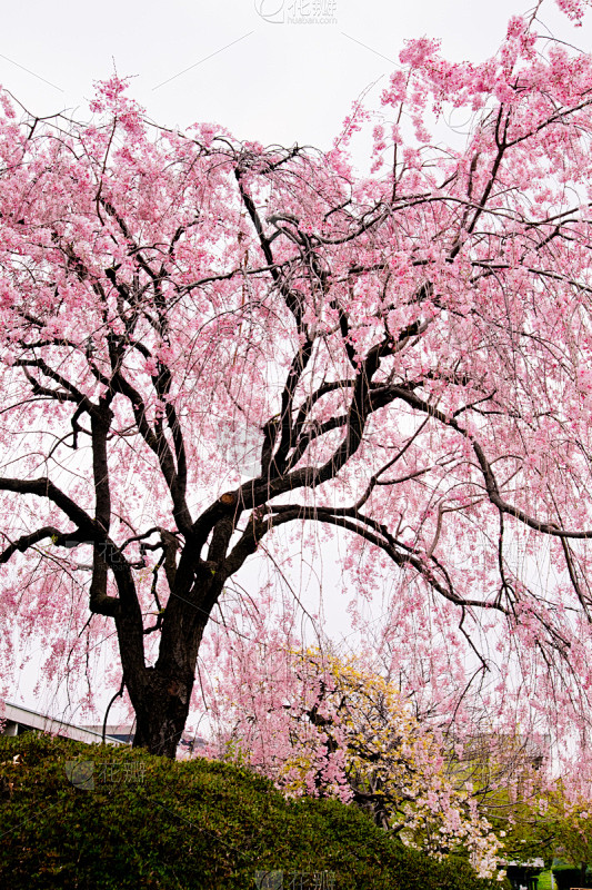 樱桃树,自然,垂直画幅,樱花,无人,日本...