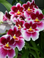 Miltoniopsis  "The Pansy Orchid"