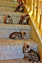 Bengal Kittens!!: 