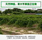 果大爷 广西百香果当季一级水果新鲜西番莲鸡蛋果现摘5斤特级大果-tmall.com天猫