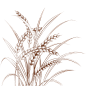线描麦子麦穗
