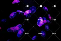 海蜇 墙纸 果冻鱼 水族馆 黑暗的 水下 免费壁纸 美丽的大自然