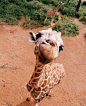 animal, giraffe, and cute图片