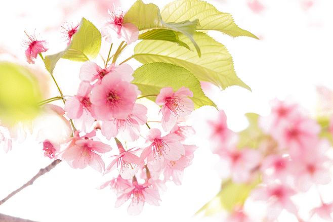古风中国风仙侠十里桃花桃树PNG免扣装饰...