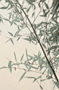 我的收藏 - 微博
