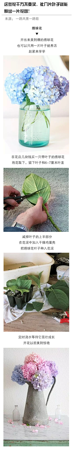 L署蓉采集到花