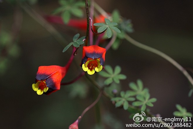 旱金莲科 旱金莲属(Tropaeolum...