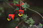 旱金莲科 旱金莲属(Tropaeolum）三色旱金莲Tropaeolum tricolor Sweet，