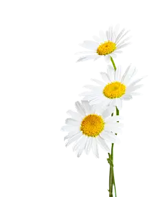 扣洋甘菊