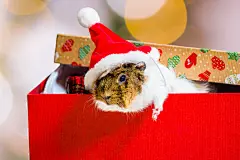 点击来源直接获取大图文件 |戴着红色圣诞老人帽被困在圣诞礼盒里的豚鼠