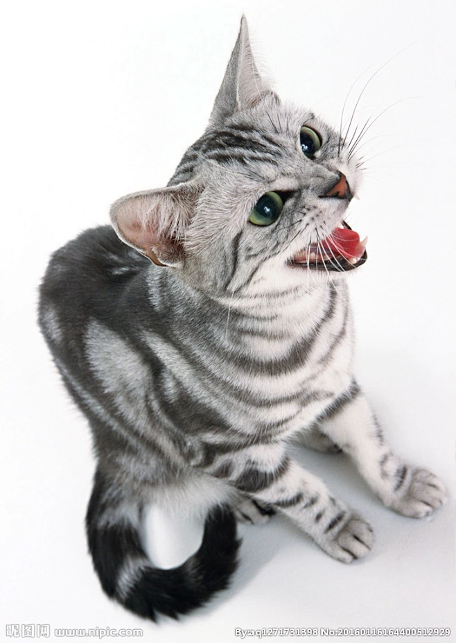 猫-花瓣网