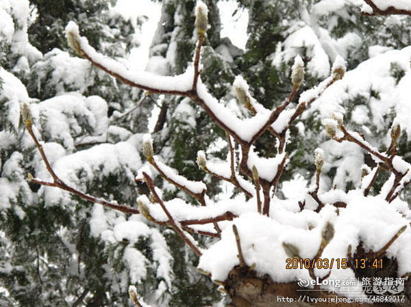 春雪中美丽的颐和园2,多图, 梅干粘饭团...