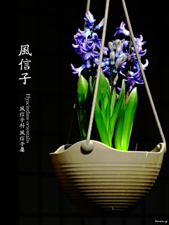 三生石三生路三生梦采集到花卉