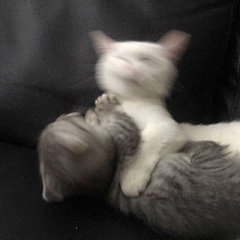 小李y采集到cat