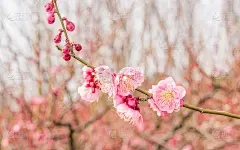 春花系列:梅花春花