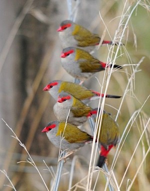 RED-BROWED FINCH