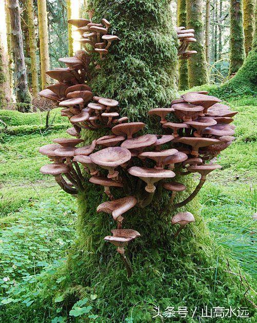当你漫步森林中，突然发现这一大片蘑菇什么...