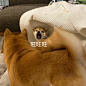 .祝你在接下来的日子：旺旺旺​​​