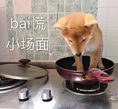 表情包超话#表情包##狗狗#
逗比狗子来一波 ​​​​