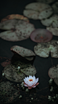 爱思壁纸  莲花