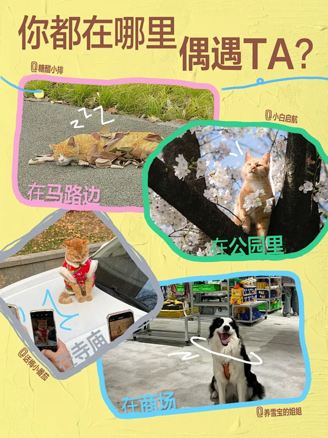偶遇宠物友好季｜小狗小猫，这里欢迎你光临...