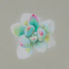 多肉-超写实、手绘、插画、彩铅、课程、教程、水溶性彩铅、零基础自学、资料、视频、图片、绘画、艺术、美术、简笔画、彩色简笔画入门、水彩、教学、彩铅画、成人美术、在线教育、少儿、施德楼、艺雅、辉柏嘉、纸、笔、电动橡皮擦、高光笔、铅笔、素描、又画、刀、绘本、书籍、橡皮擦