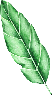 稀有热带动植物剪贴图插画素材Savann...