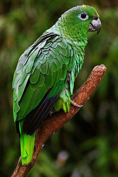 鹦形目·鹦鹉科·亚马逊鹦鹉属:斑点亚马逊.