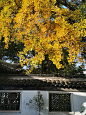 心中住着一个古镇梦，叫江南水乡。 ​​​​