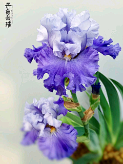 图图图灵啊采集到花