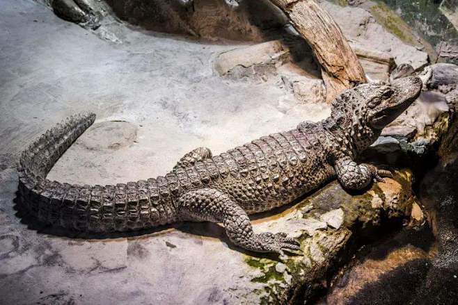 扬子鳄，Alligator sinensis （Fauvel,1879），古代被称作鼍（tuó）