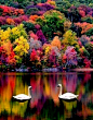 Swans against a colorful background