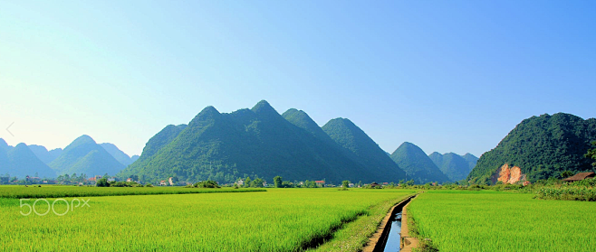 水稻 稻田  山