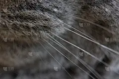 胡子的猫。大灰猫和他瘦