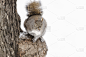 松鼠,雪花,自然,寒冷,水平画幅,可爱的,雪,无人,户外,特写