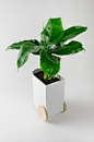 Froller : Planter Froller 