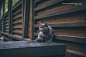 猫  二胖 吃货的猪仔  绝世杰摄影